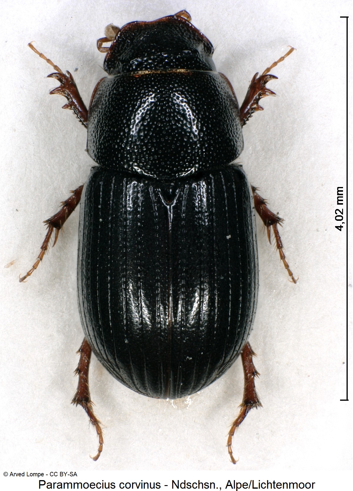 PARAMMOECIUS CORVINUS