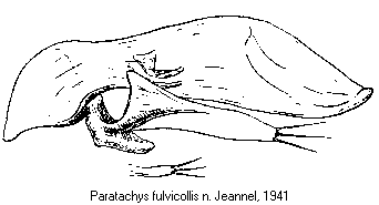 PARATACHYS FULVICOLLIS