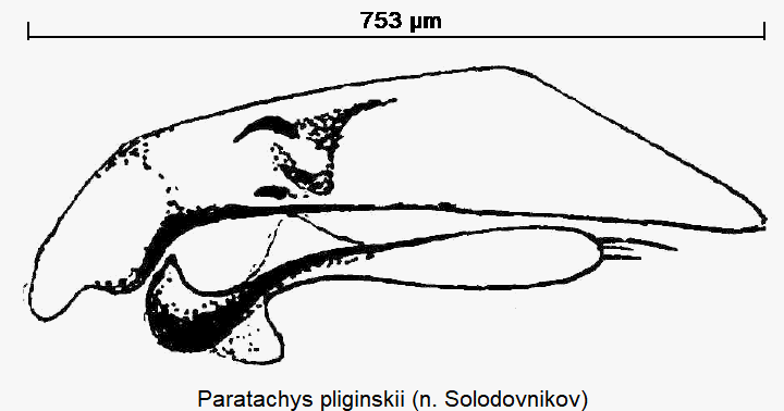 PARATACHYS PLIGINSKII