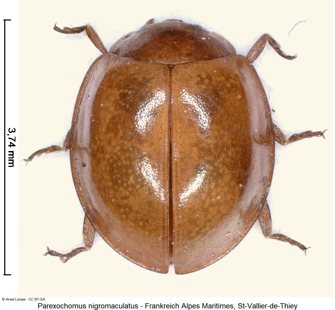 PAREXOCHOMUS NIGROMACULATUS