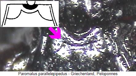 PAROMALUS PARALLELEPIPEDUS