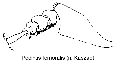 PEDINUS FEMORALIS