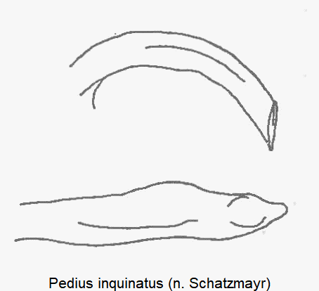 PEDIUS INQUINATUS