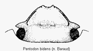 PENTODON BIDENS