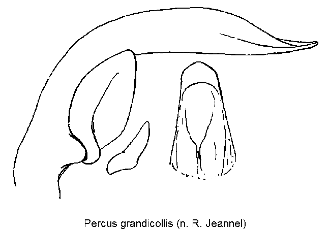 PERCUS GRANDICOLLIS