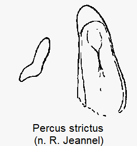 PERCUS STRICTUS