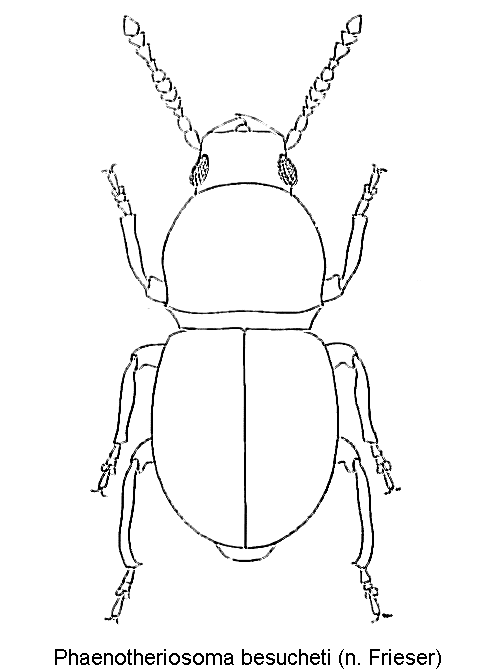 PHAENOTHERIOSOMA BESUCHETI