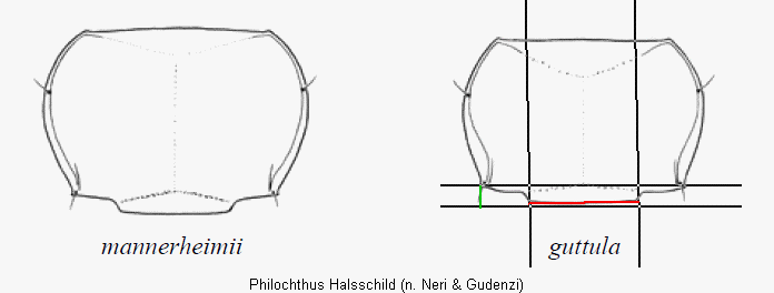 PHILOCHTHUS HALSSCHILD1
