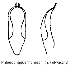 PHLOEOPHAGUS THOMSONI.GIF