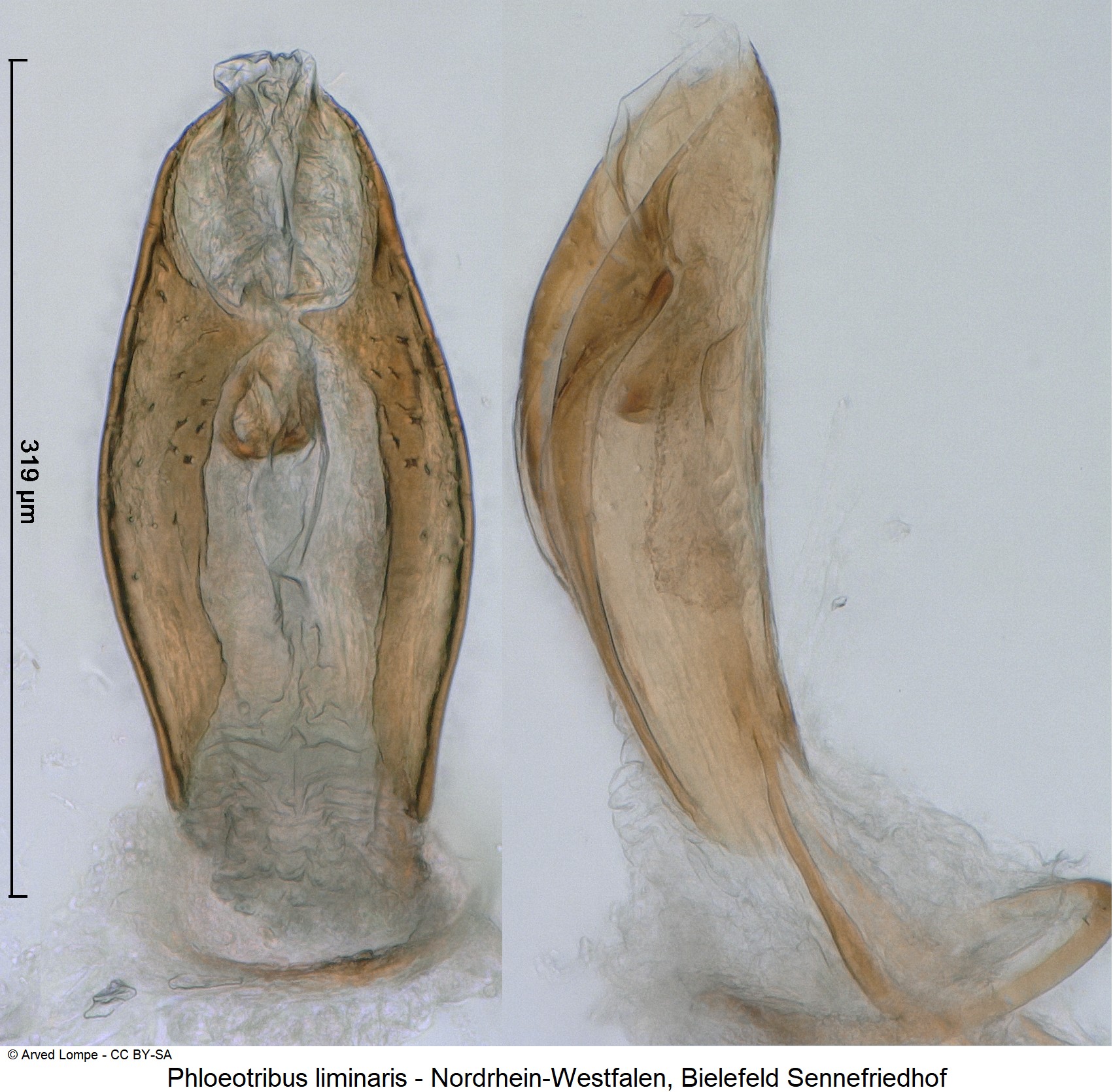 PHLOEOTRIBUS LIMINARIS