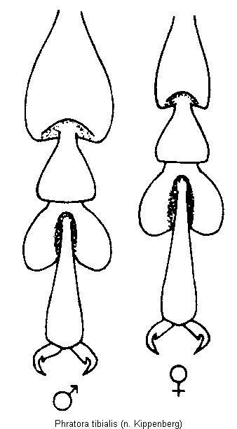 Phratora Bestimmungstabelle