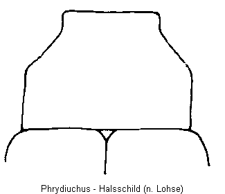 PHRYDIUCHUS HSCH