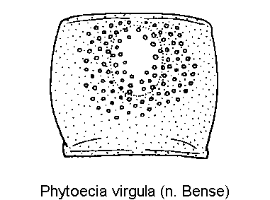 PHYTOECIA VIRGULA