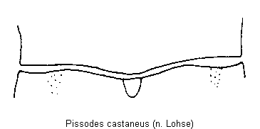 PISSODES CASTANEUS