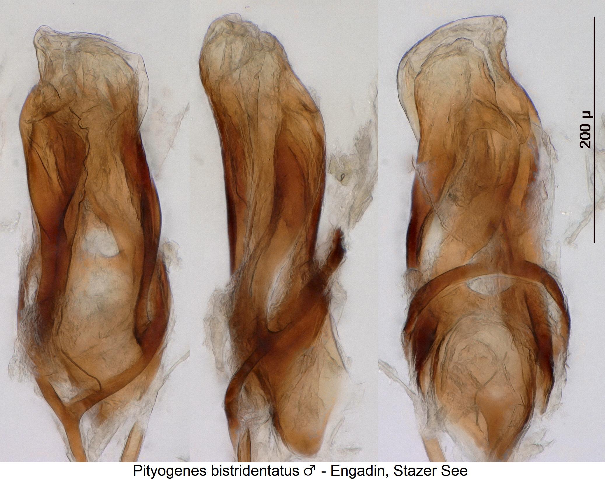 PITYOGENES BISTRIDENTATUS