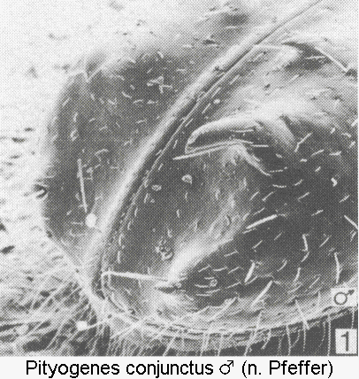 PITYOGENES CONJUNCTUS