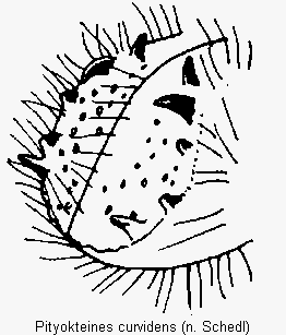 PITYOKTEINES CURVIDENS