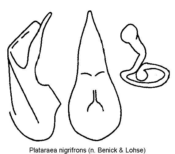 PLATARAEA NIGRIFRONS