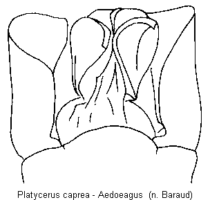 PLATYCERUS CAPREA