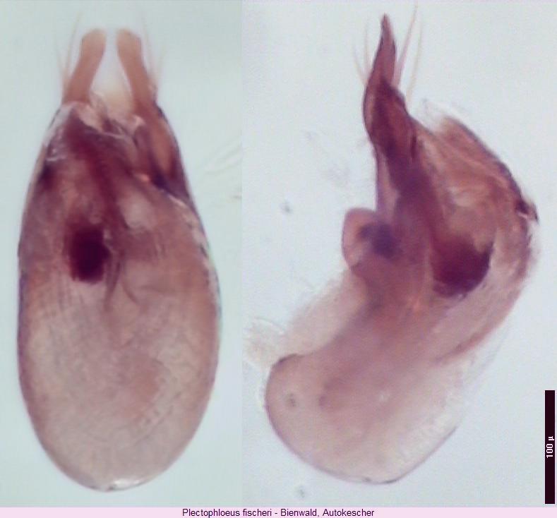 PLECTOPHLOEUS FISCHERI2