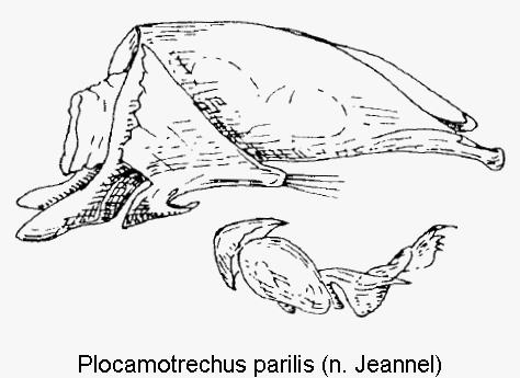 PLOCAMOTRECHUS PARILIS