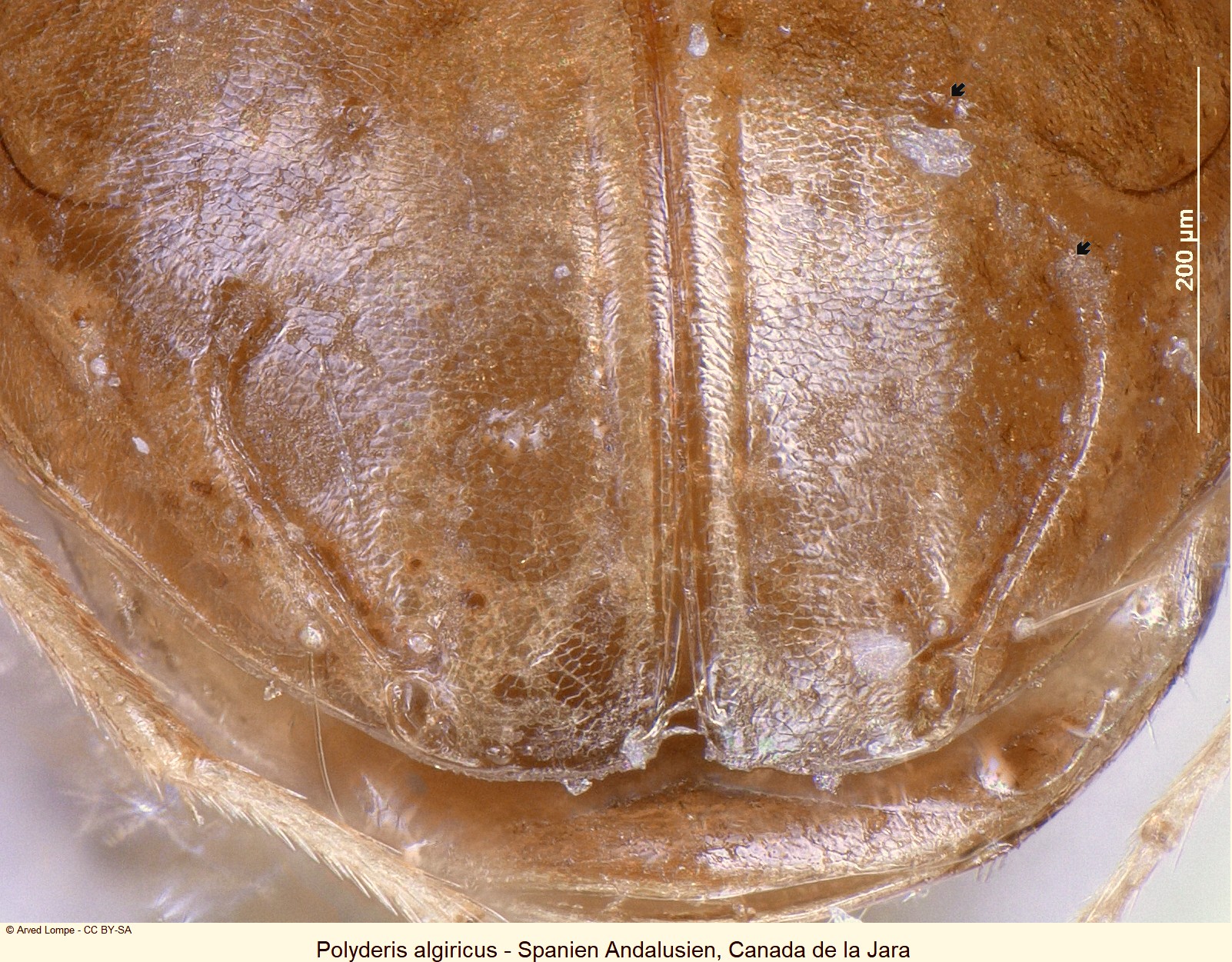 POLYDERIS ALGIRICUS