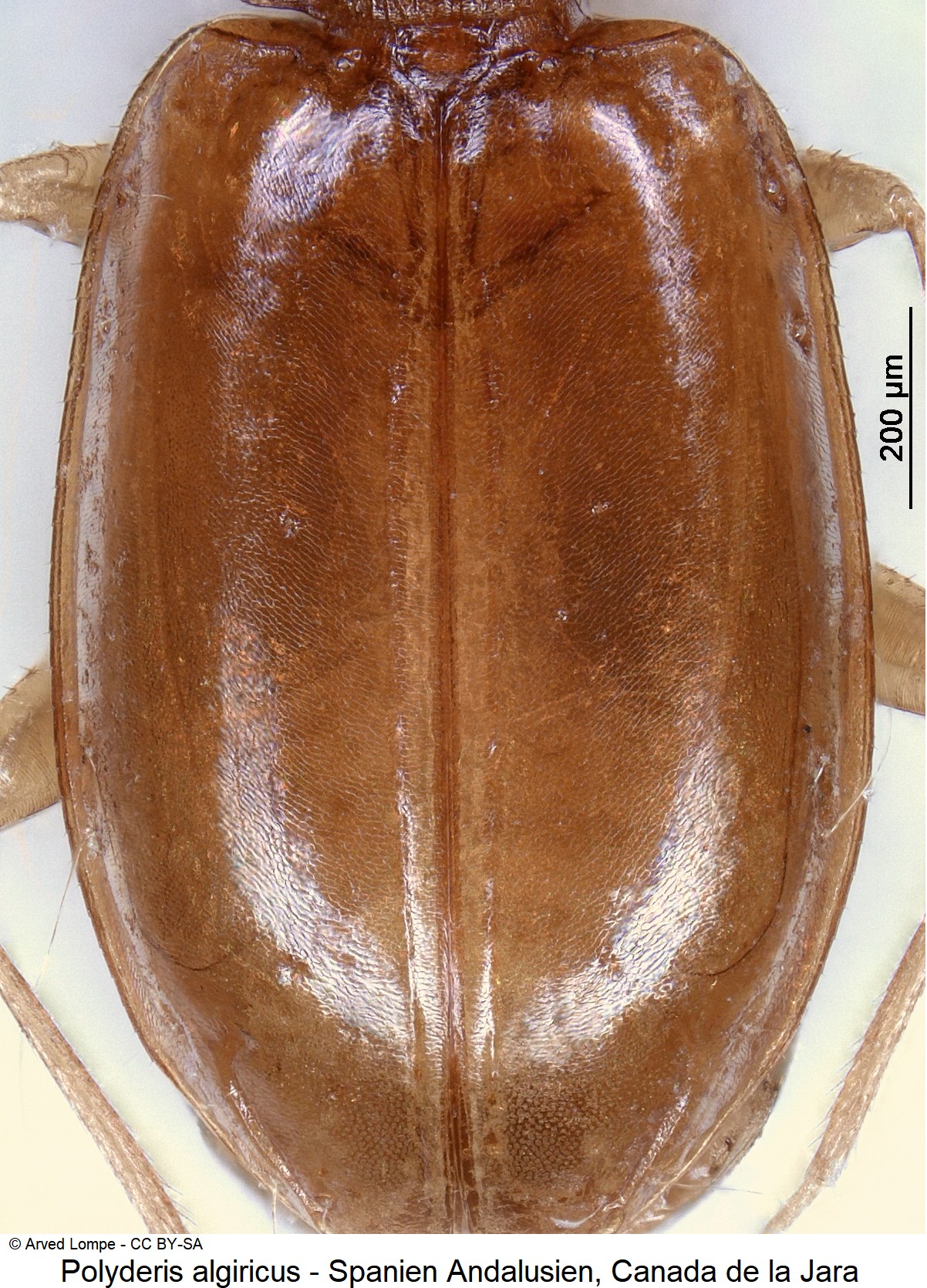POLYDERIS ALGIRICUS