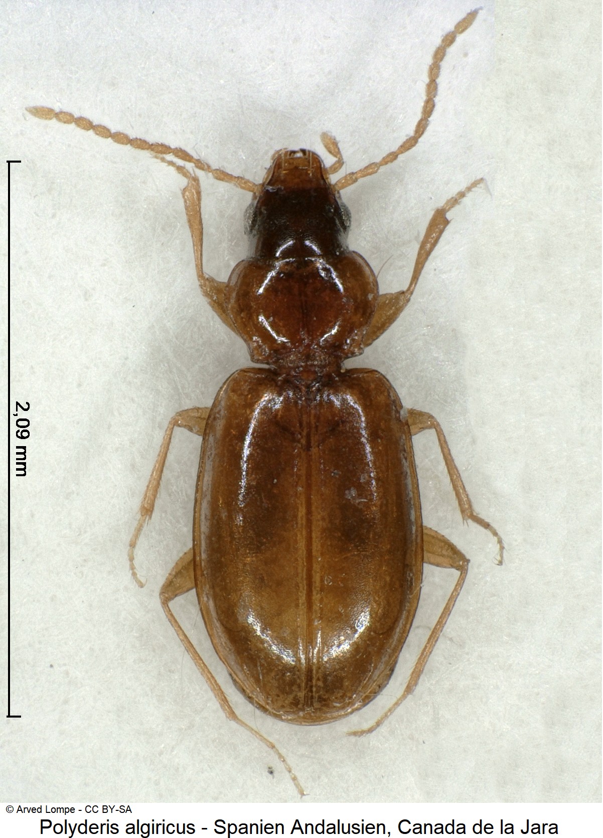 POLYDERIS ALGIRICUS