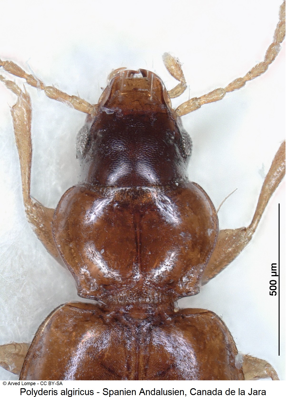 POLYDERIS ALGIRICUS