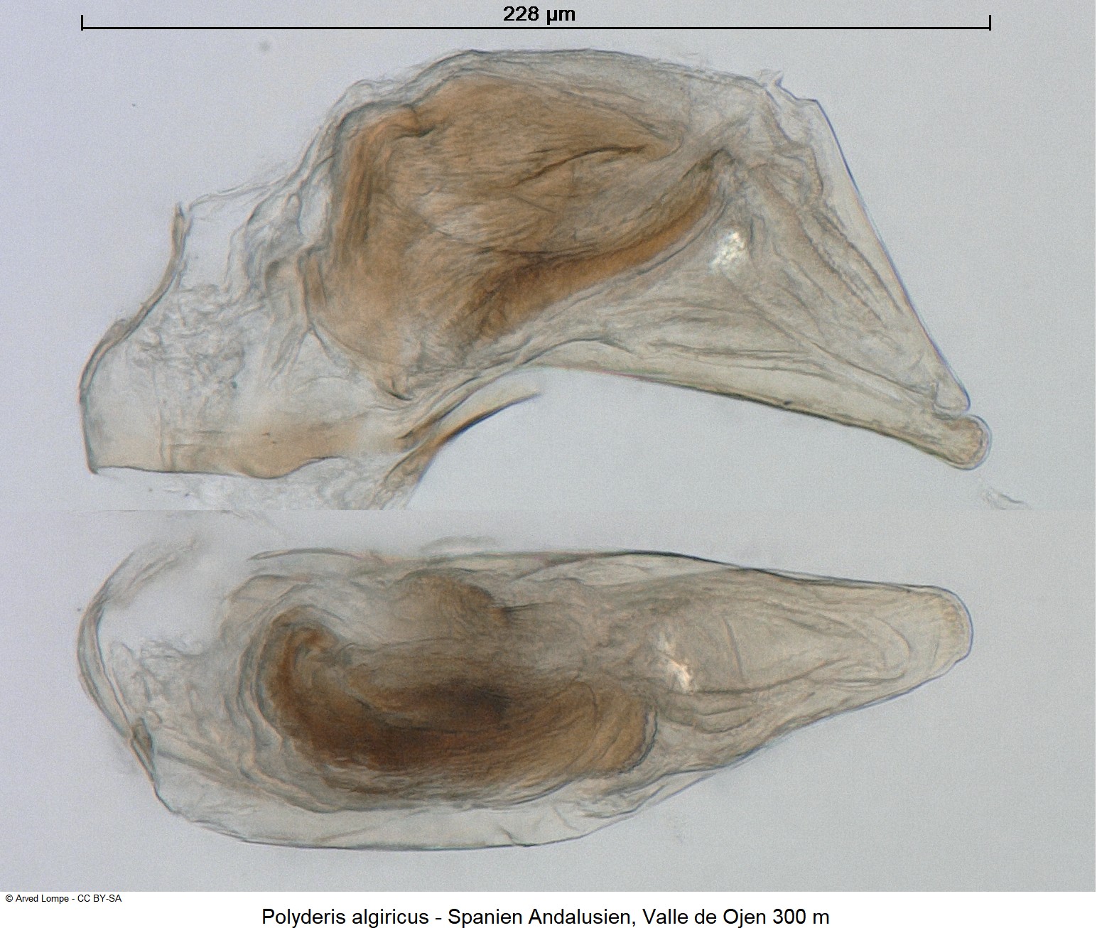 POLYDERIS ALGIRICUS