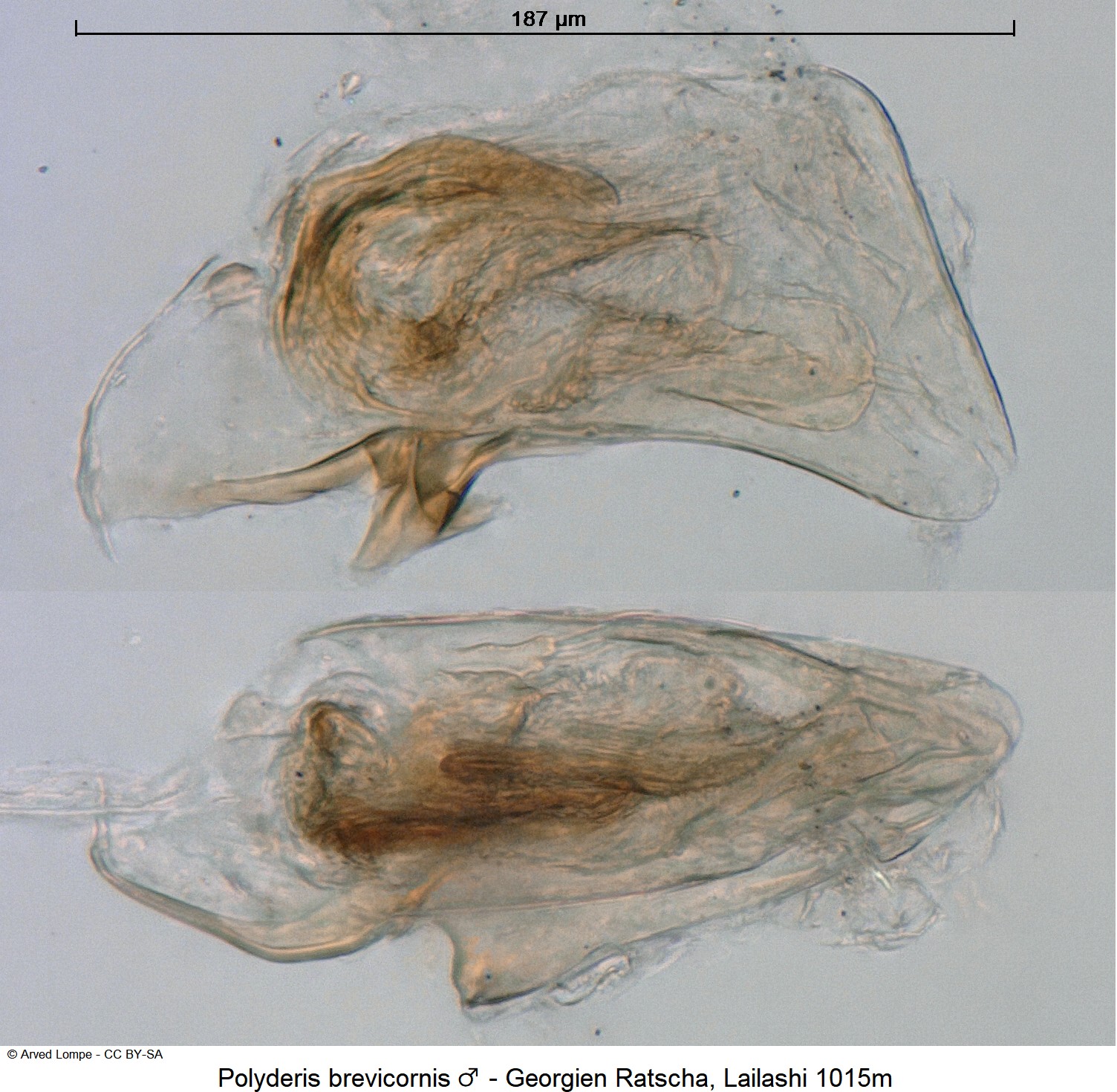 POLYDERIS BREVICORNIS