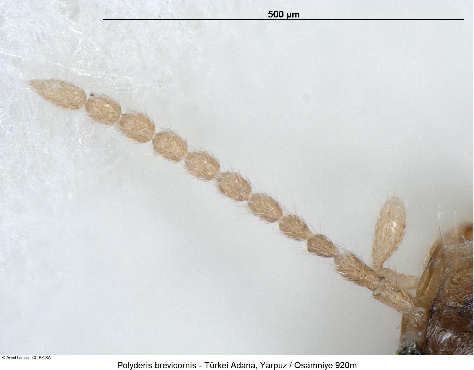POLYDERIS BREVICORNIS