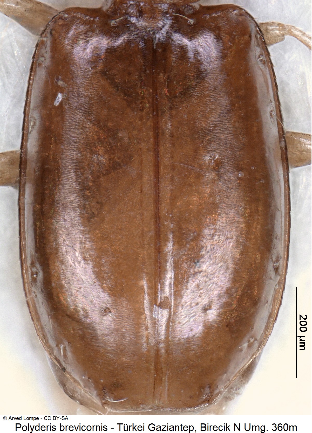 POLYDERIS BREVICORNIS