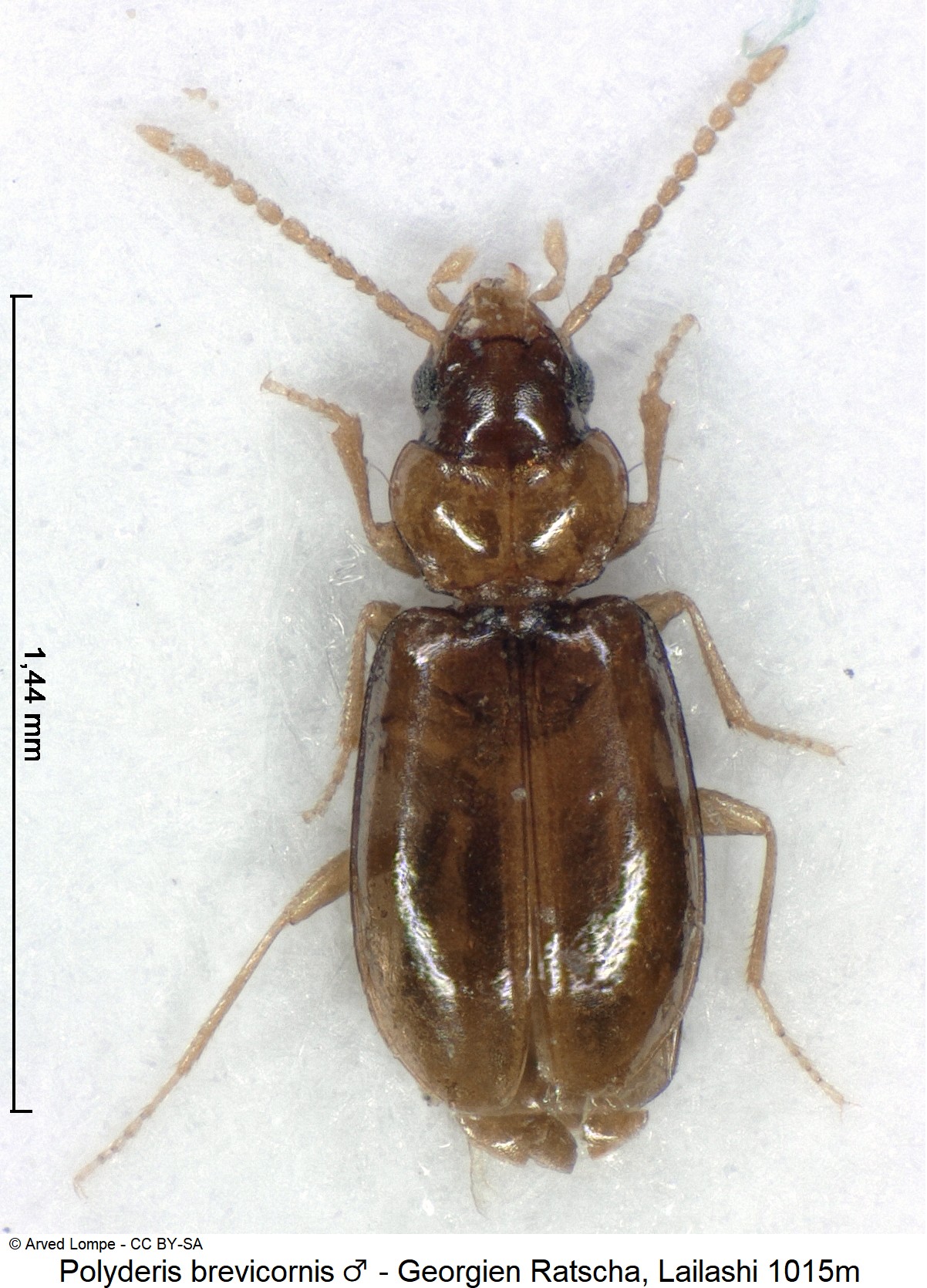 POLYDERIS BREVICORNIS