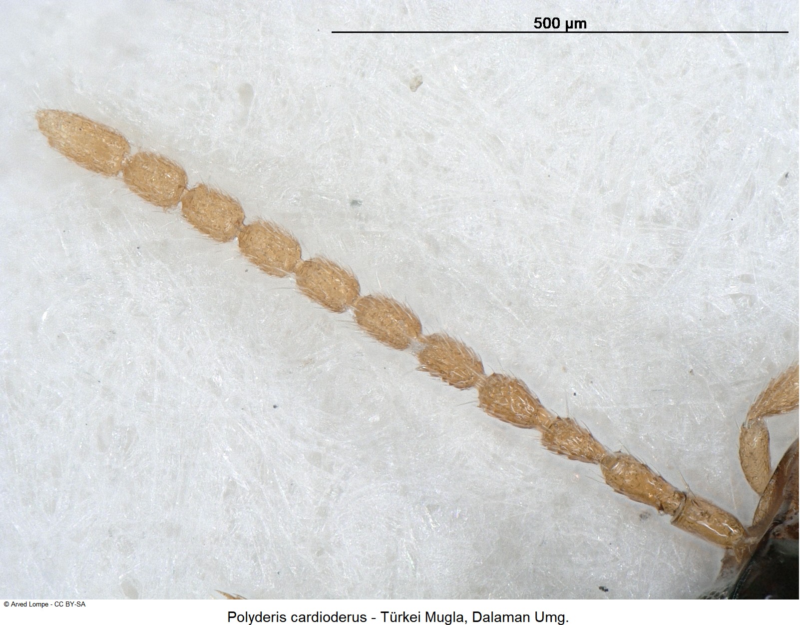 POLYDERIS CARDIODERUS