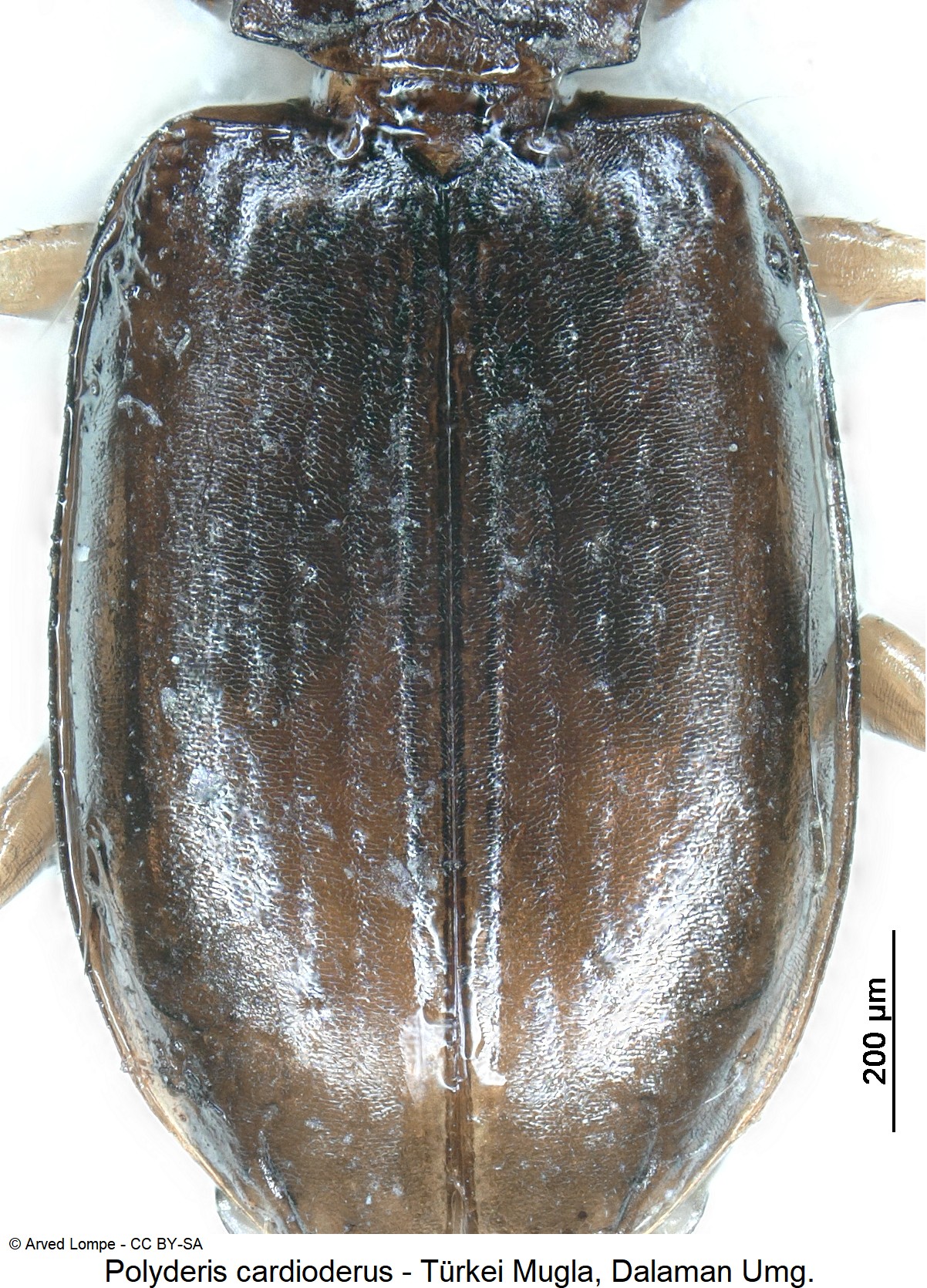 POLYDERIS CARDIODERUS