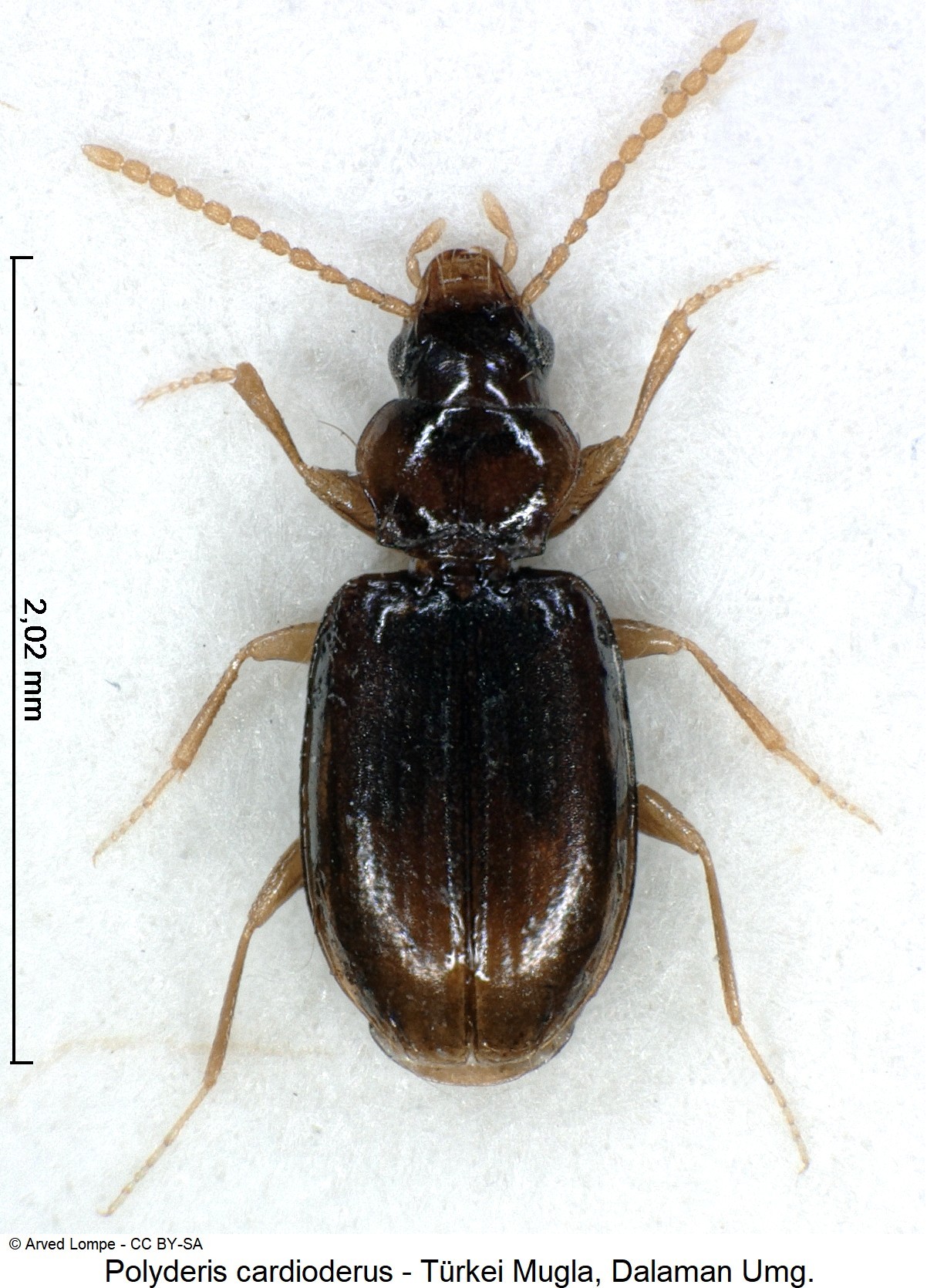 POLYDERIS CARDIODERUS