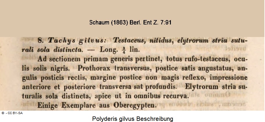 POLYDERIS GILVUS