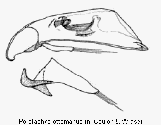 POROTACHYS OTTOMANUS