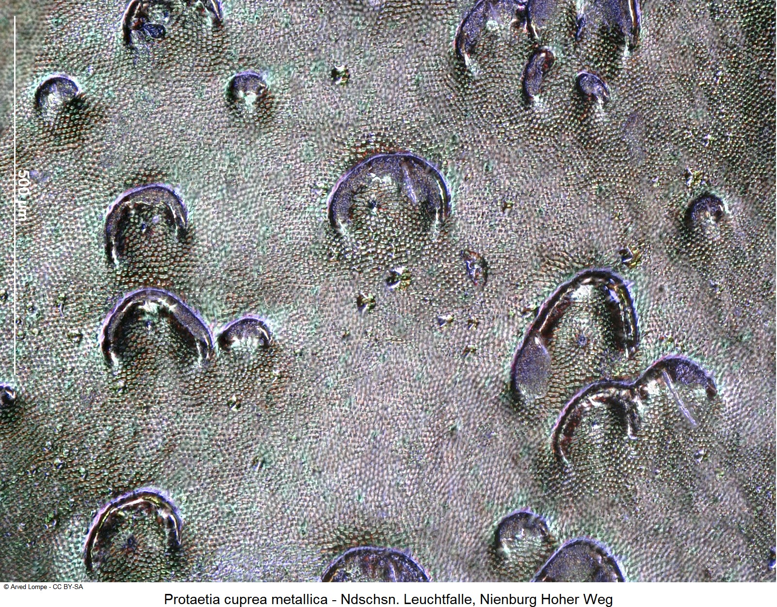 PROTAETIA METALLICA