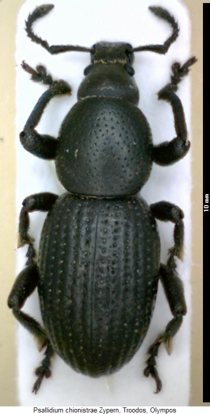 PSALLIDIUM CHIONISTRAE