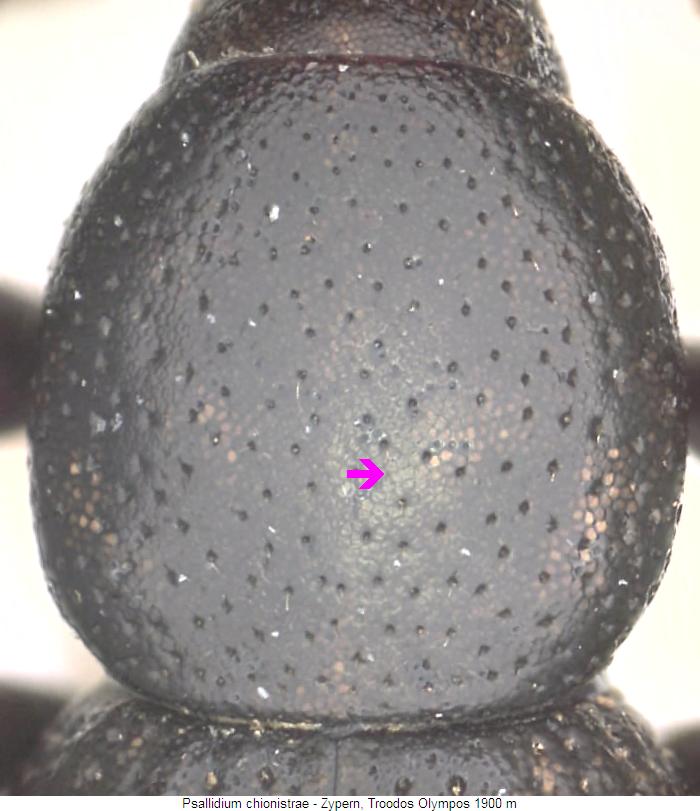 PSALLIDIUM CHIONISTRAE