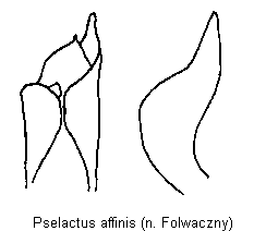 PSELACTUS AFFINIS.GIF