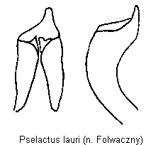 PSELACTUS LAURI.GIF