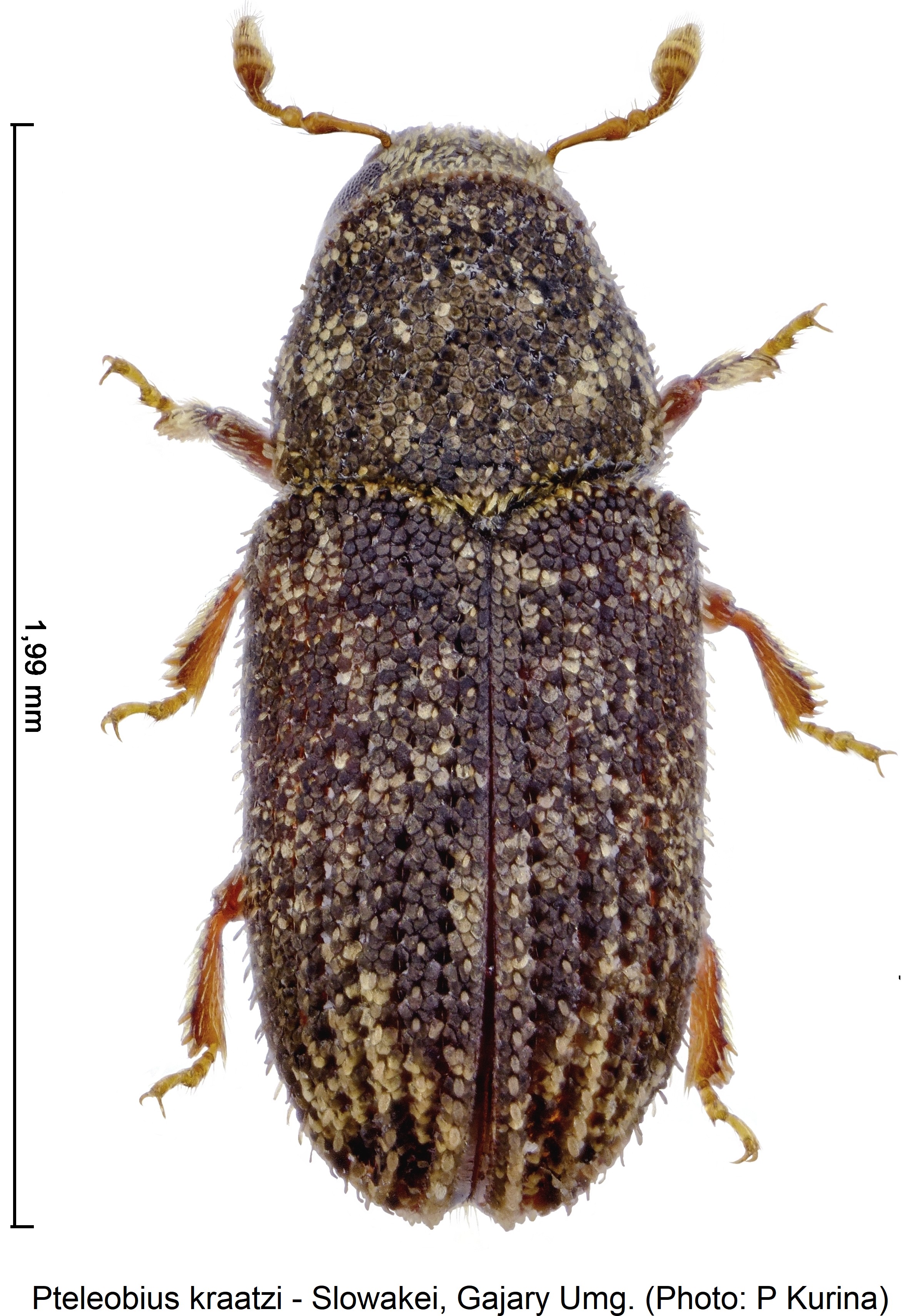 PTELEOBIUS KRAATZII