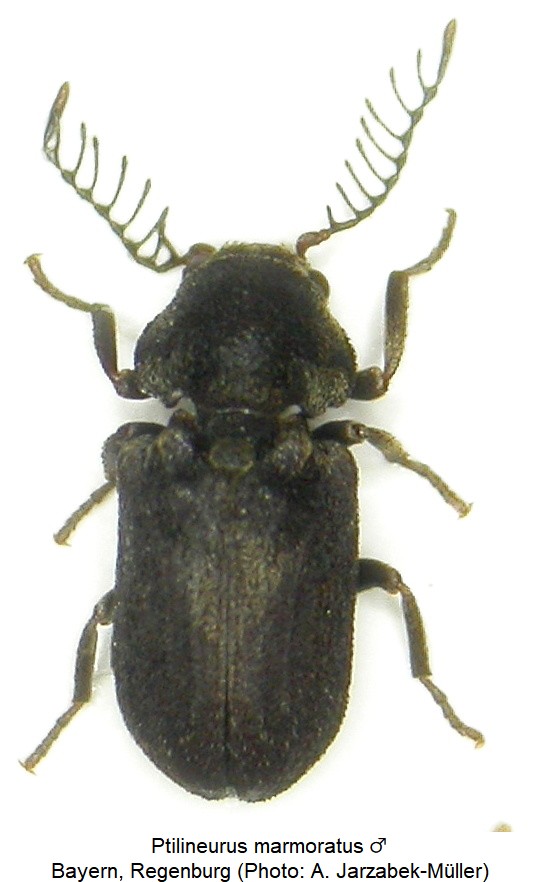 PTILINEURUS MARMORATUS