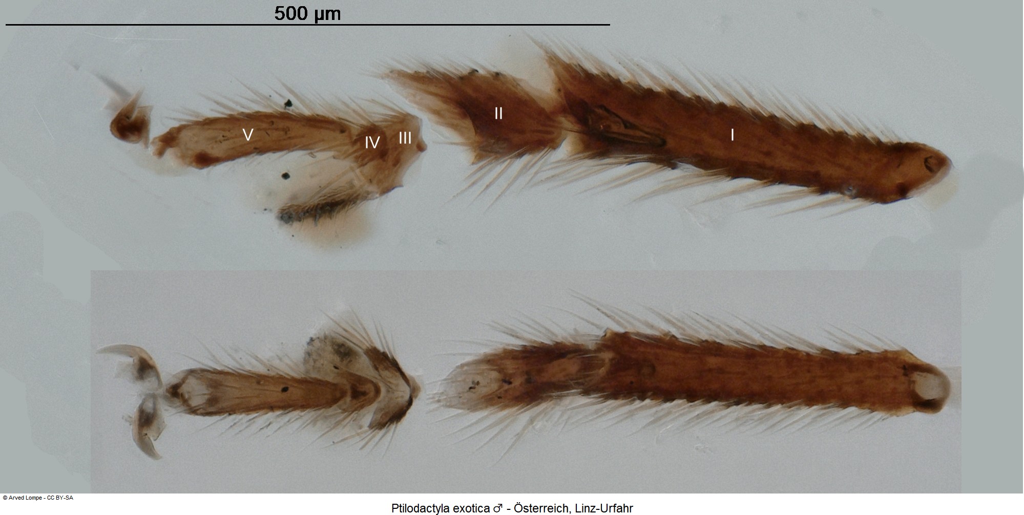 PTILODACTYLA EXOTICA