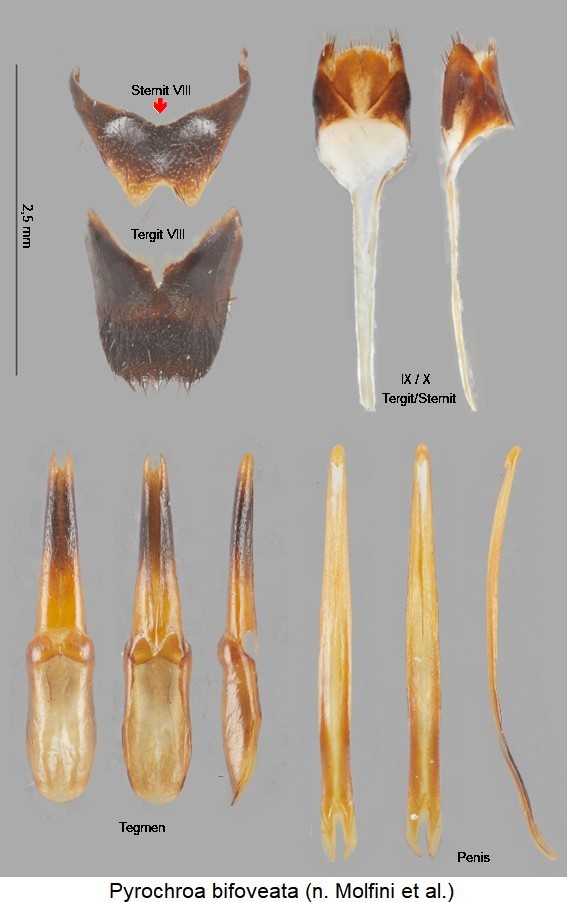 PYROCHROA BIFOVEATA