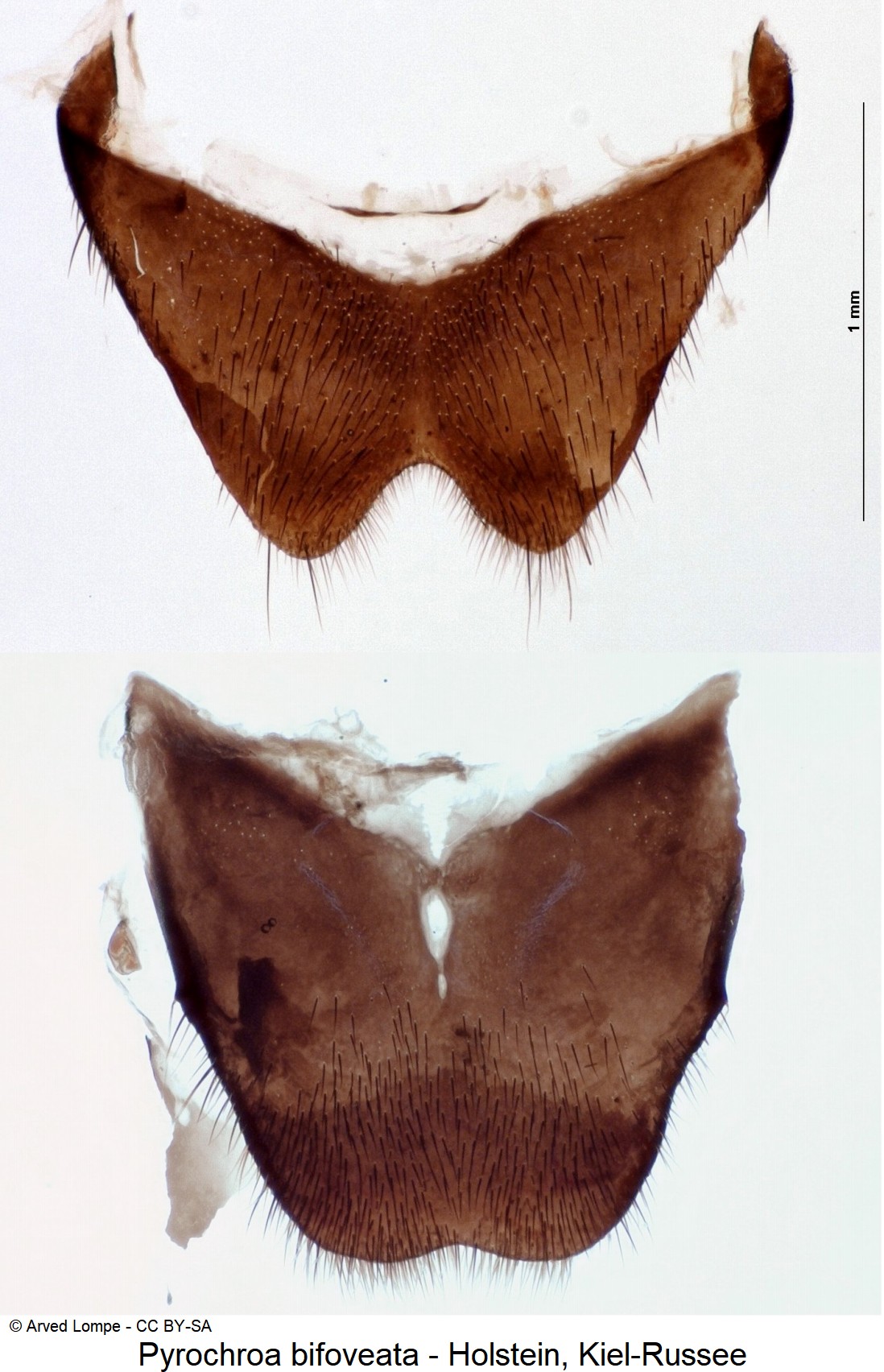 PYROCHROA BIFOVEATA