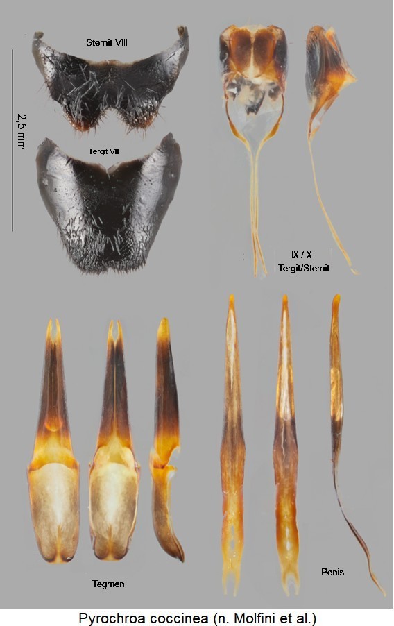 PYROCHROA COCCINEA